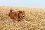 CHIEN FINNOIS DE LAPONIE 233